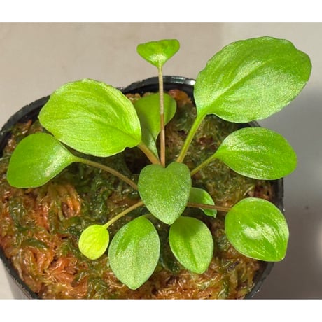 熱帯植物 ホマロメナsp.スラウェシ 細黒 2 熱帯植物 ホマロメナsp