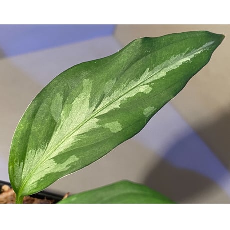 Aglaonema pictum AS+1 from Aceh sumatera [LA0315-4j]