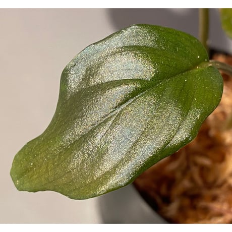 Homalomena sp. "Black Velvet" from Kepulauan Riau [KN]