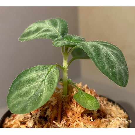 Gymnostachyum sp. f1 from Sumatera barat [LA0414-01]