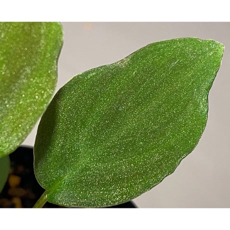 Homalomena sp. from Selangor