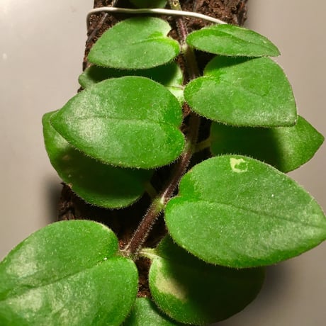 Aeschynanthus sp. from Sluwesi