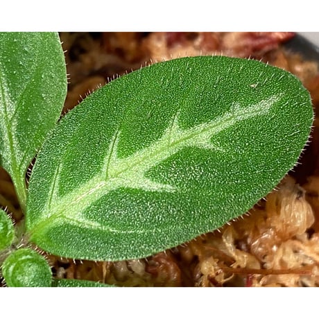 Gymnostachyum sp. f1 from Sumatera Barat [LA0414-01]