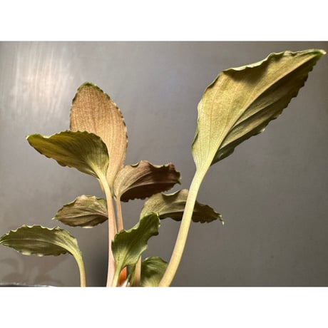Homalomena sp. "Platinum Velvet" from Kepulauan Riau [KN]