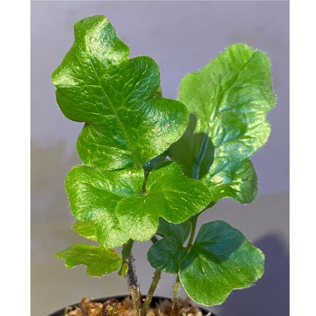 Quercifilix zeylanica from Sri Lanka