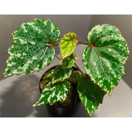 Begonia sp. from North Toraja [S0919-02] STRINGE PLANTS