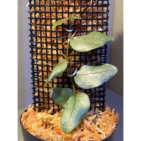 Ficus sp. from Murung raya [LA0515-05]