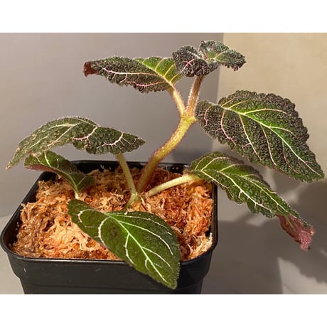 Pearcea hypocyrtiflora from Rio Napo Ecuador [tanakay] 赤葉脈