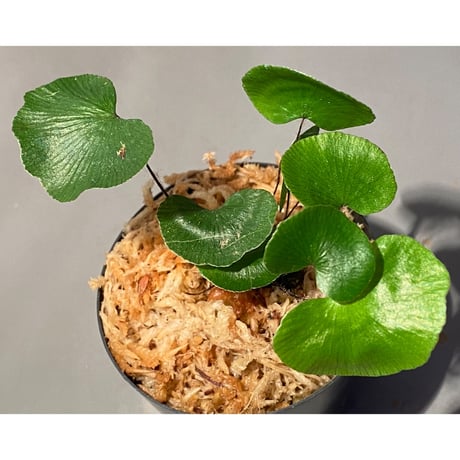 Adiantum reniforme