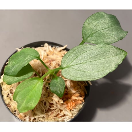 Homalomena sp. "Emerald Silver × ?" wf1 from Kepulauan Riau [KZT]