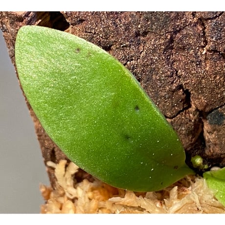 Asplenium sp. from Sangkhlaburi Kanchanaburi Thailand