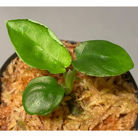 Schismatoglottis sp. from Bau Sarawak