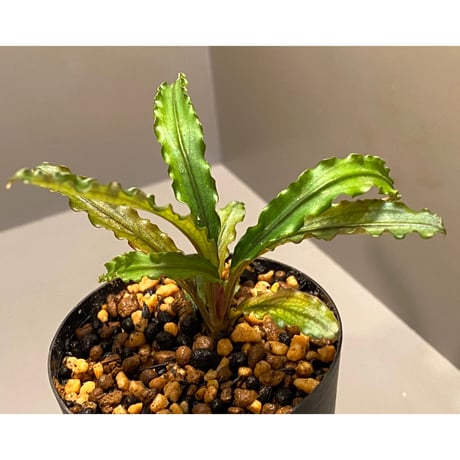 Bucephalandra sp. "MEDUSA"
