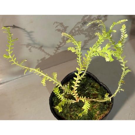 Selaginella sp. from Prachuap Khiri Khan Thailand
