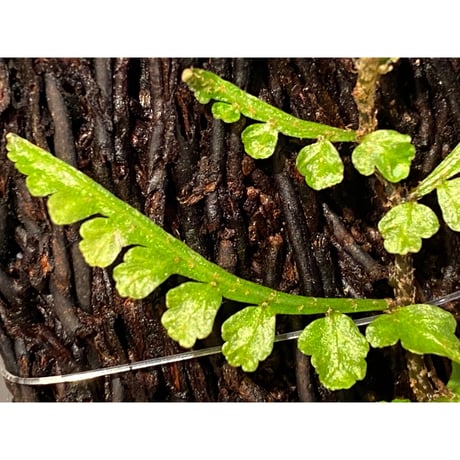 Teratophyllum aculeatum from Nanga pinoh [TB]