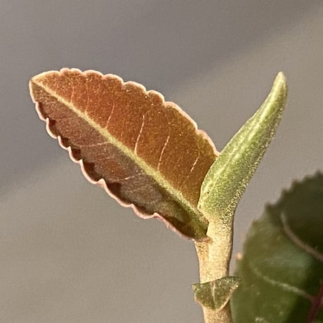 Labisia sp. from Riau Sumatera
