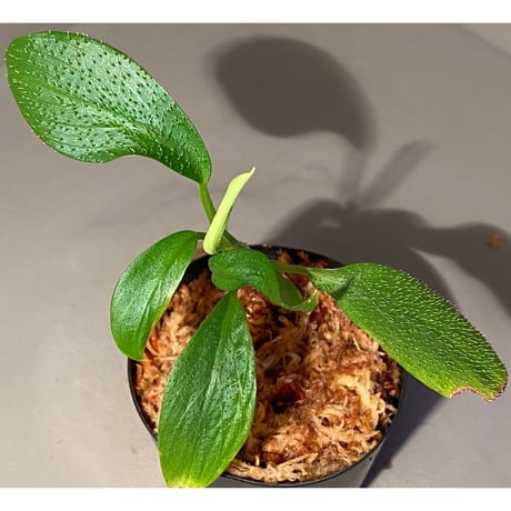 Homalomena hasei "狐尾" from Aceh sumatera [LA0616-04]
