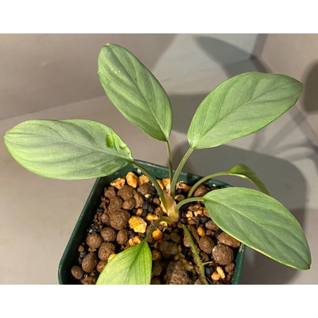 Homalomena sp. from Aceh sumatera