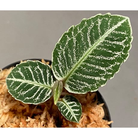 (タグ付き) Labisia sp. " Silver Net" BNN from Sibolga timur [AZ1016-2]
