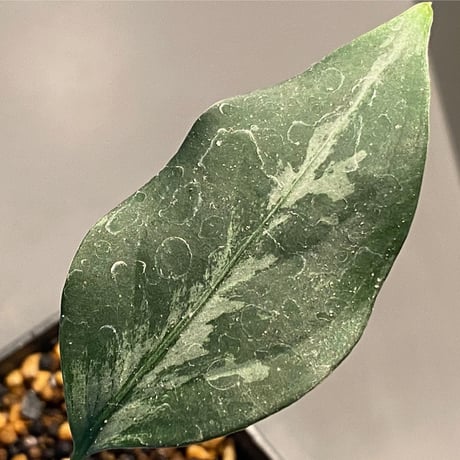 Aglaonema pictum from Sumatera A2 [TK070918]