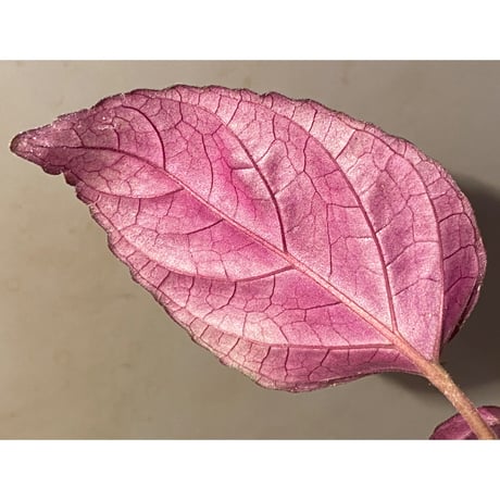 Hemigraphis alternata from Pulau Nias [HW0819-02]