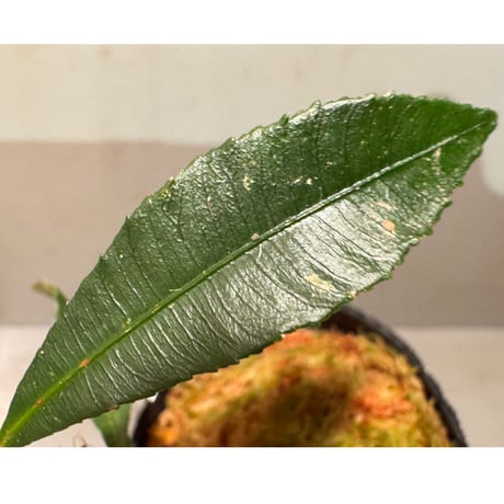 Neckia sp. from West Kalimantan (旧Sauvagesia)