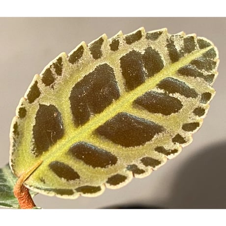 Emblemantha urnulata (Labisia sp.) from Riau sumatera [LA0815-01]