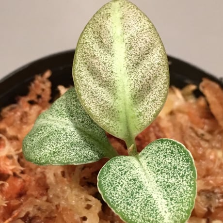 Ardisia sp. from Matang [TK160716]