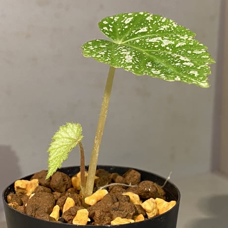 Begonia sp. from Na Hang [YH1118] TK