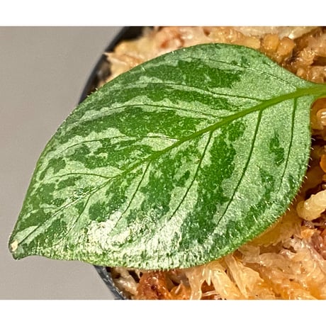 Gymnostachyum sp. "type B" from Aceh Selatan [HW0816-03]
