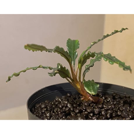 Bucephalandra sp. from "Mangat" [MF0417-2A] ①