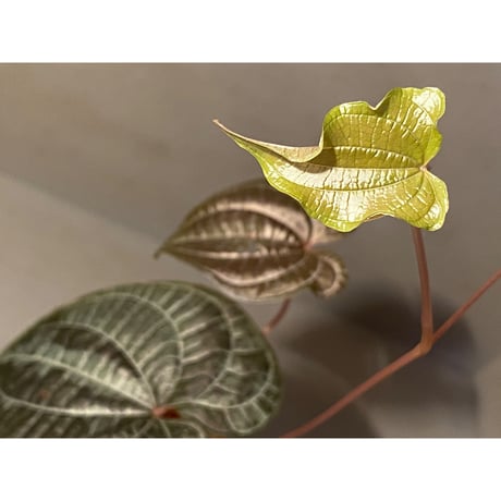 Dioscorea dodecaneura (discolor)