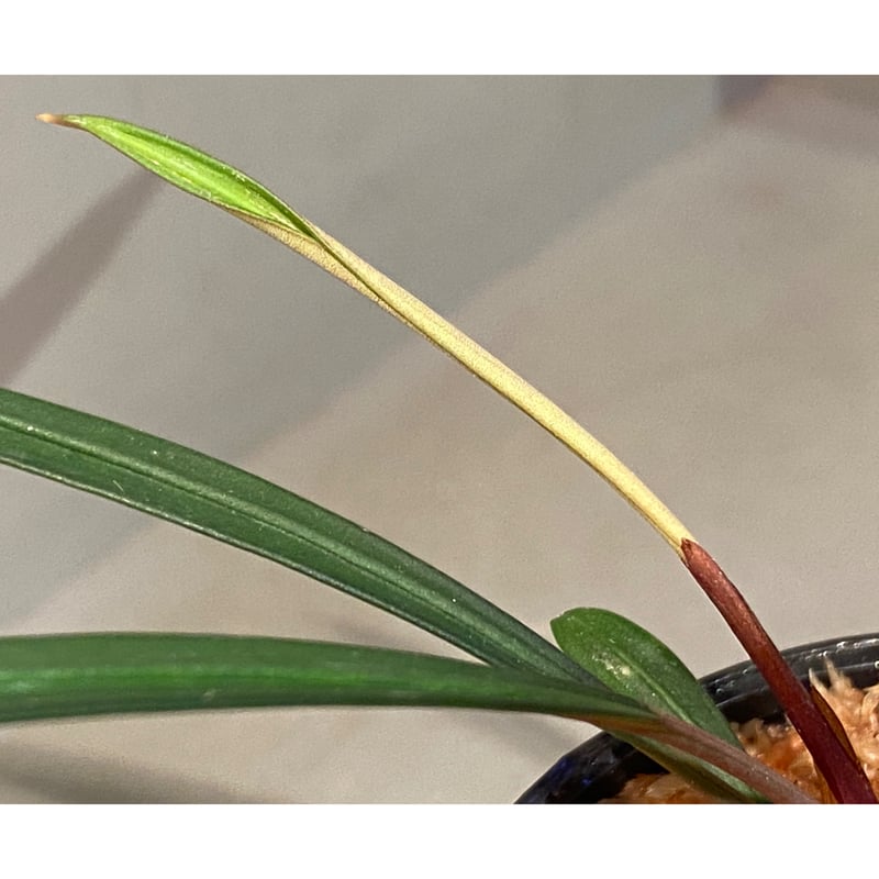 Burttianthus velutandrus (旧 Aridarum caulescens