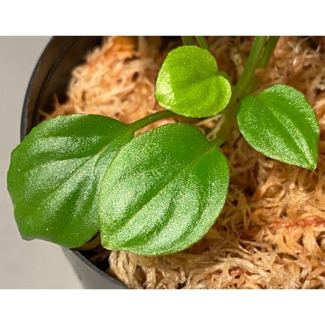 Homalomena sp. "Minimum" from Padan Utara [AZ0512-04]