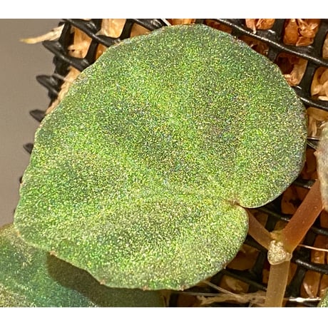 Begonia sp. from Sarawak