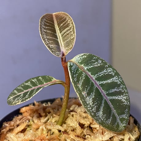 Labisia sp. from Riau