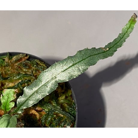 Microsorum sp. "Short Dragon Tail"