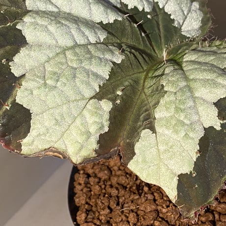(大株) Begonia rex from India ②