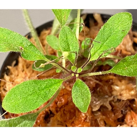 Codonoboea sp. from Sumatera barat [LA0317-01]