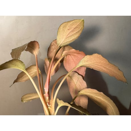 Homalomena sp. "Black Sapphire" from Kepulauan riau