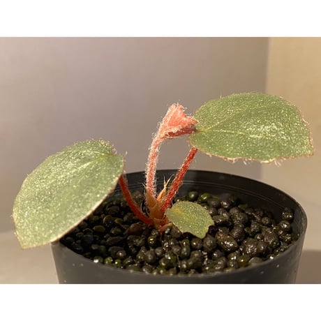Begonia sp. f1 from Sumatera [NT ORCHID]