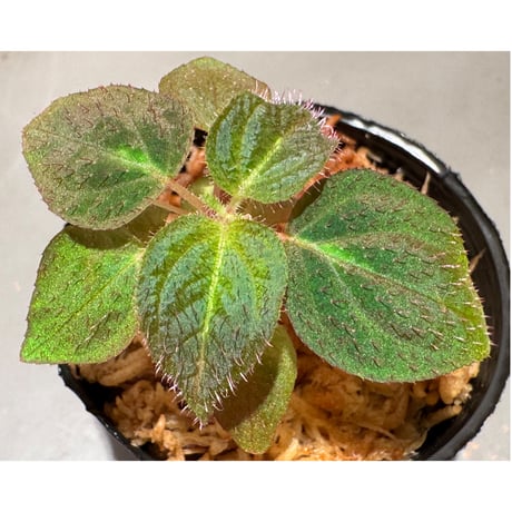 ソネリラ | STORES