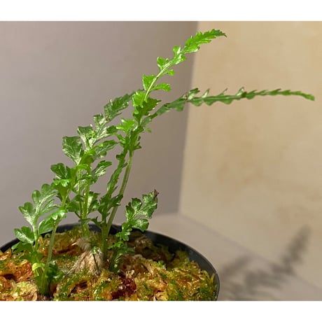 Bolbitis sp. from Kidapawan Mindanao