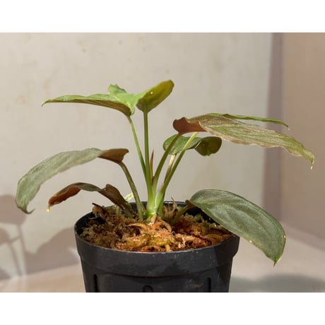 Homalomena sp. from Sarawak Borneo [KSB]