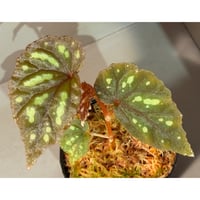 く*お様 aridarum perisai 旧 アリダルム ペリサイ Aridarum