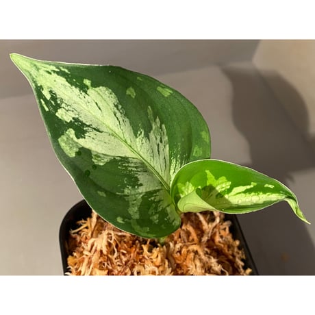 Aglaonema pictum “Purple Rain” BNN from Sibolga timur ［AZ0516-2e］