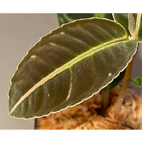 Labisia sp. "Sumatera Pink"