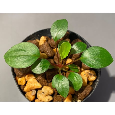 Homalomena sp. from Tambunan [TK200217]