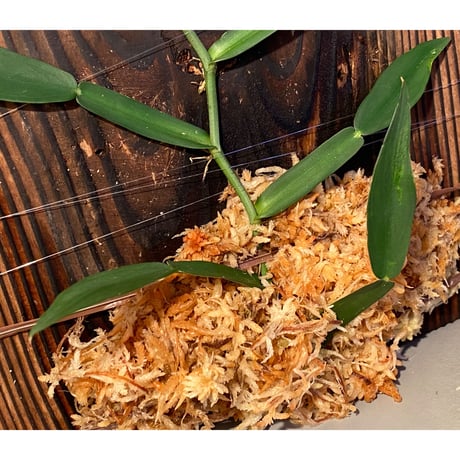 (大株) Epipremnum sp. from Trat Thailand ③
