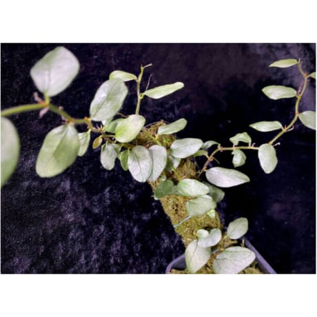 Ficus sp. from Murung raya [LA0515-05]